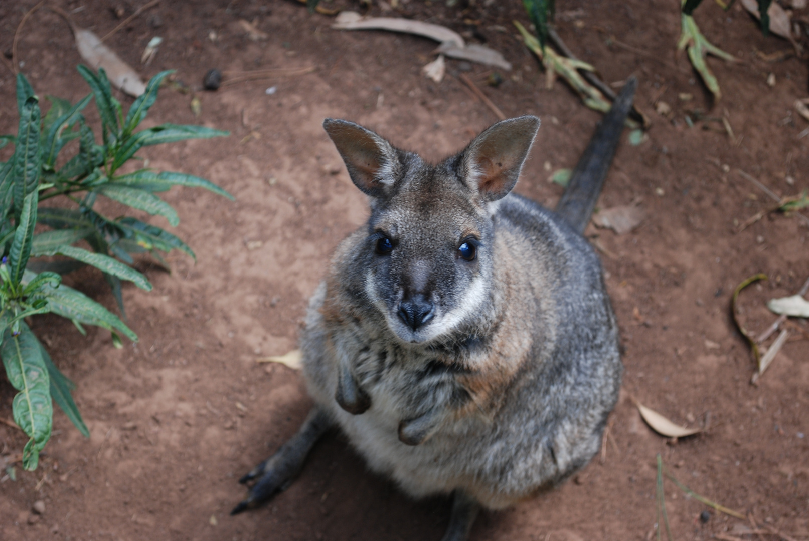 Känguru in Australien