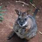 Känguru in Australien