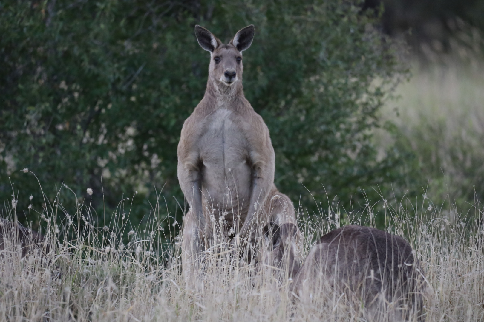 Känguru in freier Wildbahn