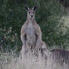 Känguru in freier Wildbahn