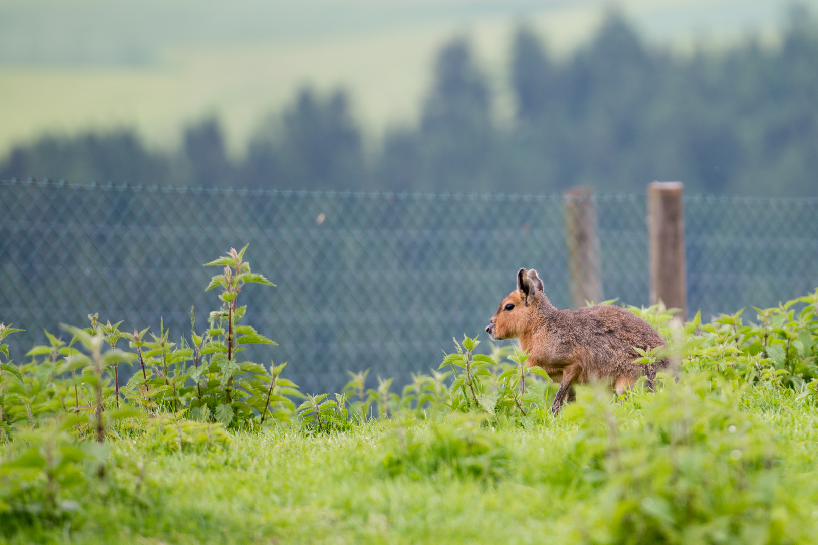 Känguru in Österreich