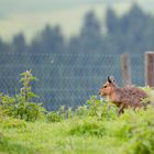 Känguru in Österreich