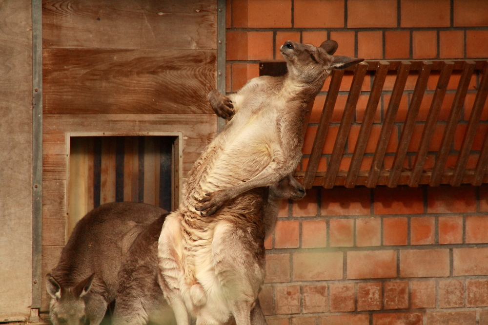 Känguru Krefelder Zoo