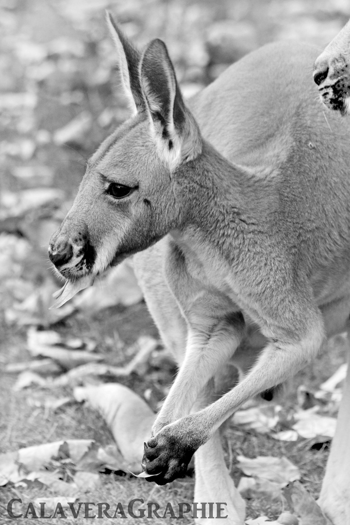 Känguru (Macropodida)