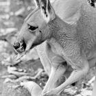 Känguru (Macropodida)