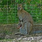 Känguru mit Baby