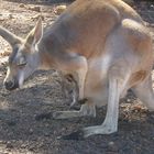 Känguru mit Baby