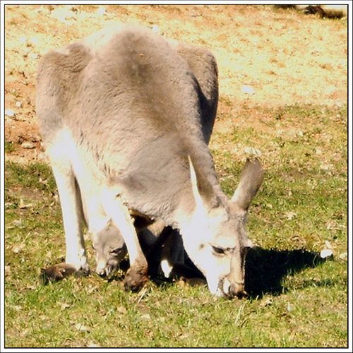 Känguru mit Baby ;-)