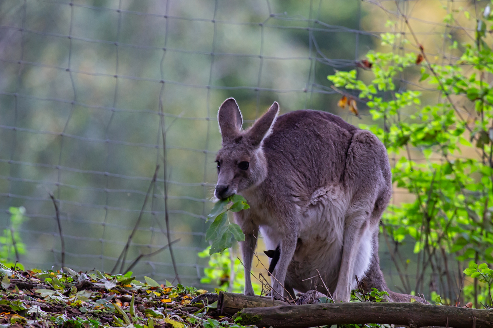 Känguru mit bewohntem Beutel