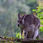 Känguru mit bewohntem Beutel