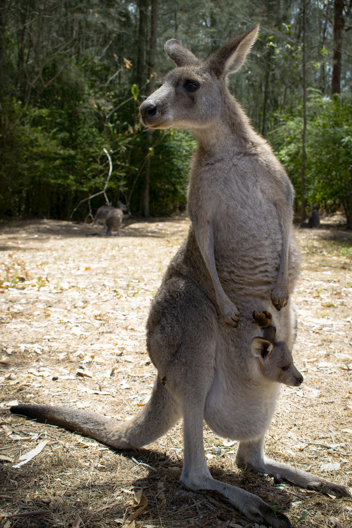 Känguru mit Jungem