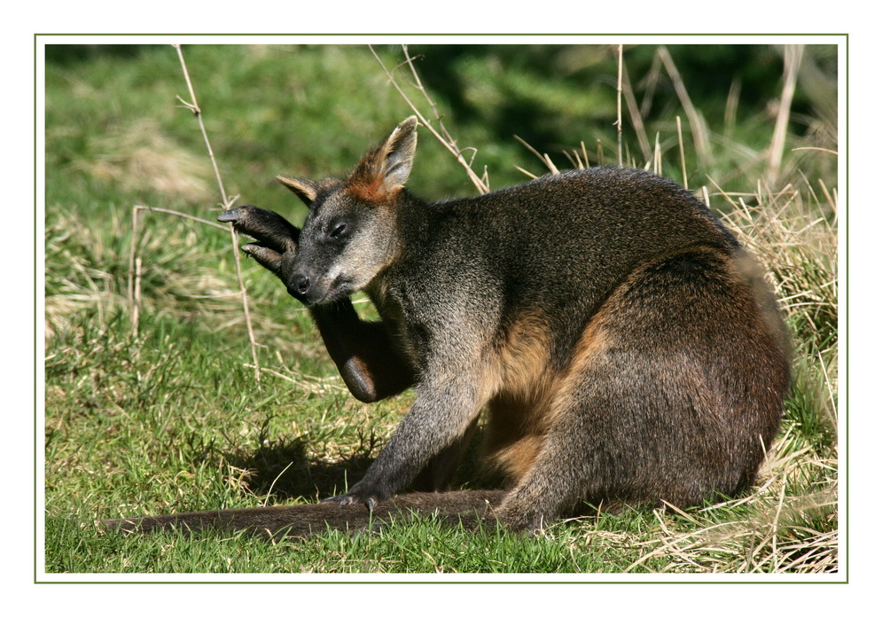 Känguru mit Kopfschmerzen