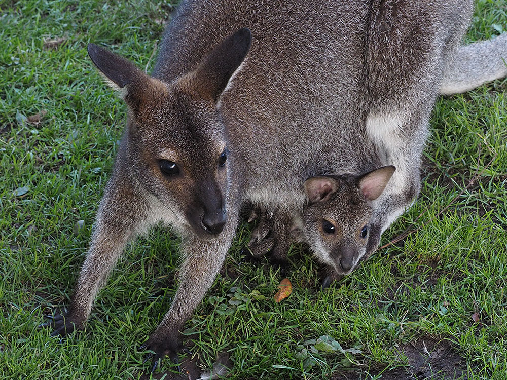 Känguru, mit Nachwuchs I