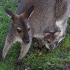 Känguru, mit Nachwuchs I