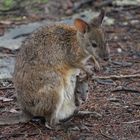 Känguru mit vollem Beutel