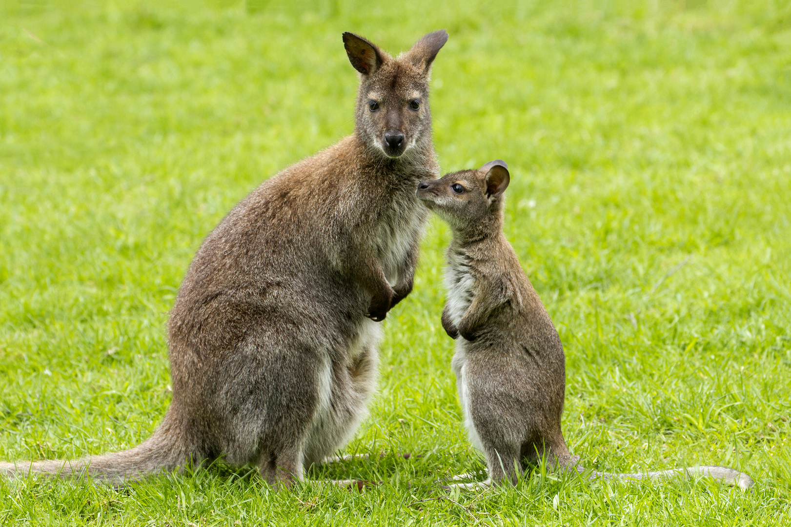 Känguru-Nachwuchs
