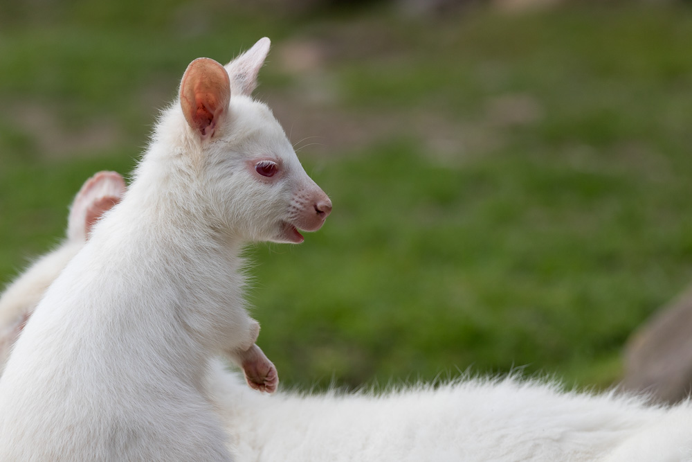 Känguru Nachwuchs