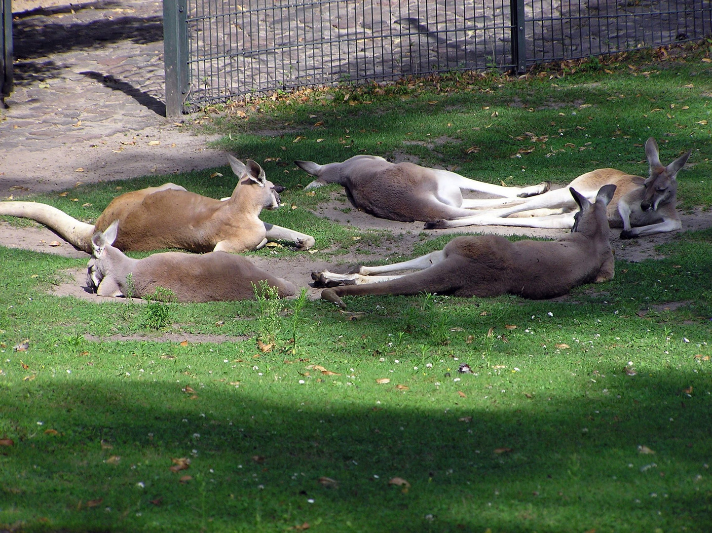 Känguru Pause