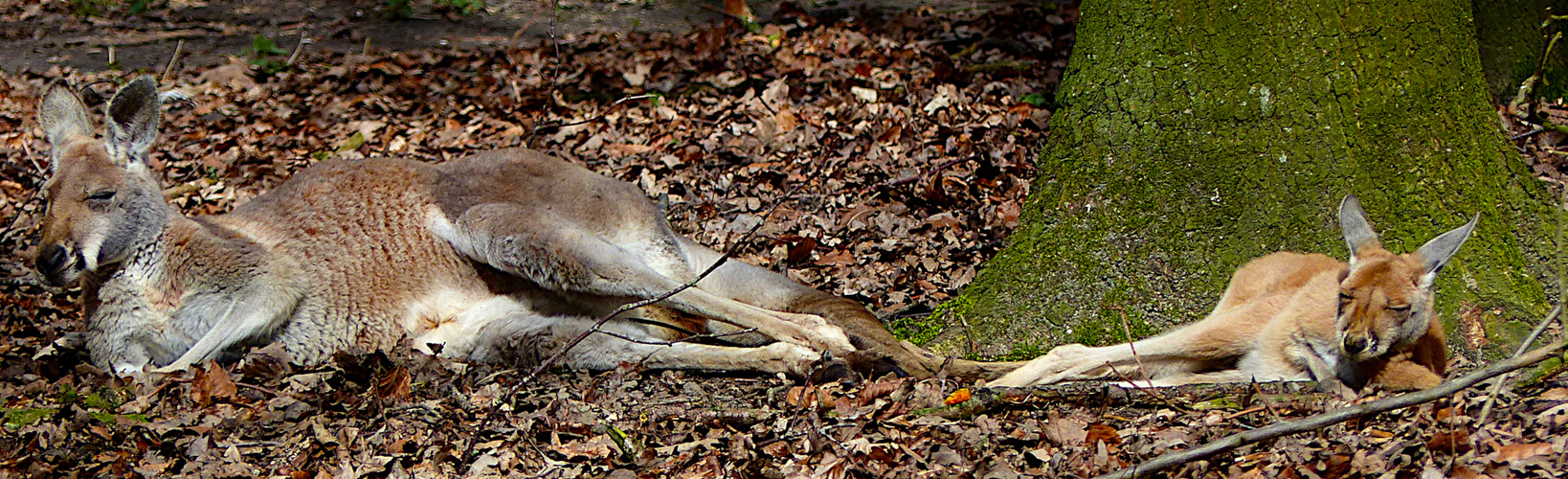 Känguru Siesta