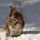 Känguru um Schnee