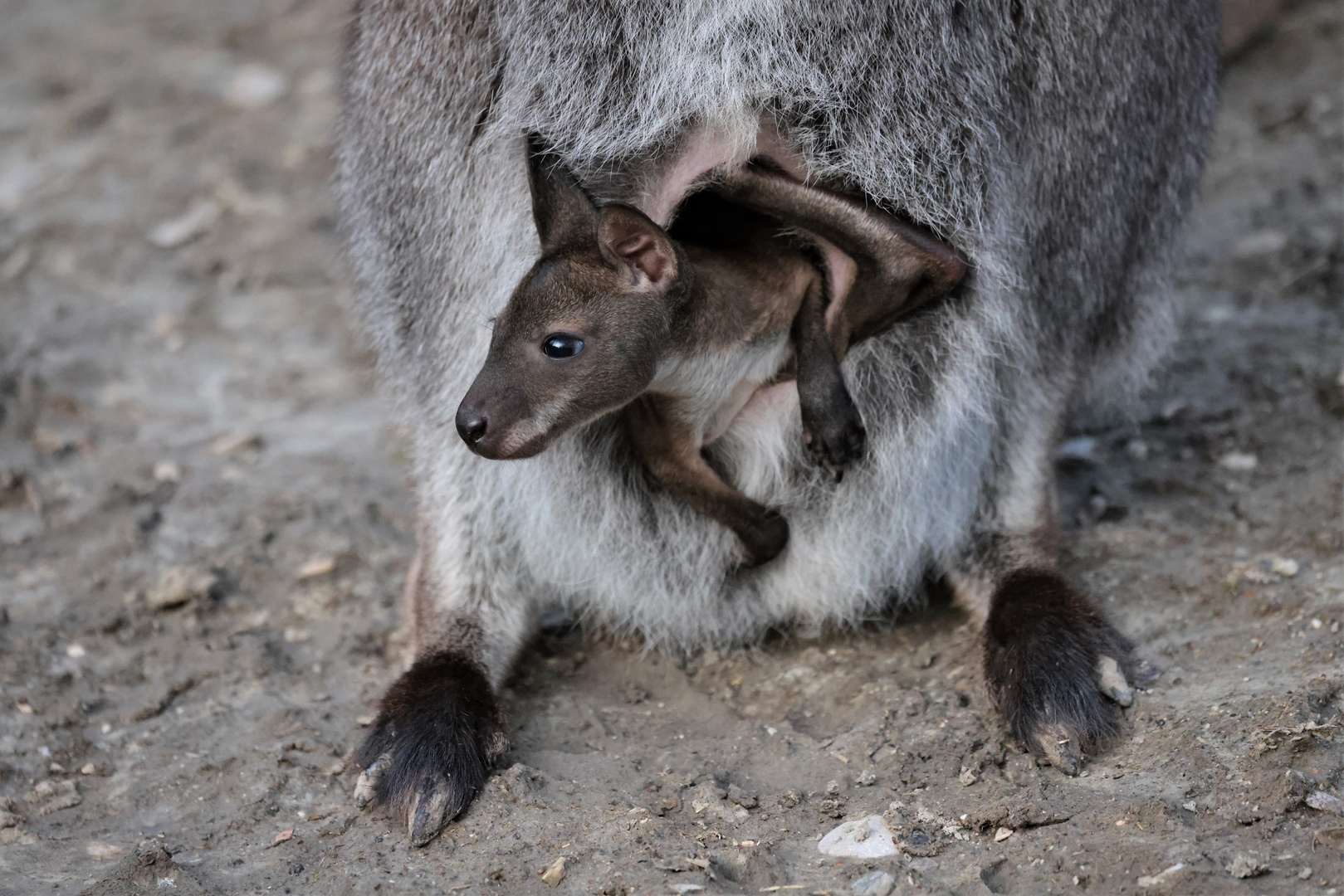 Kängurubaby