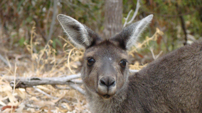 Känguruh Australien