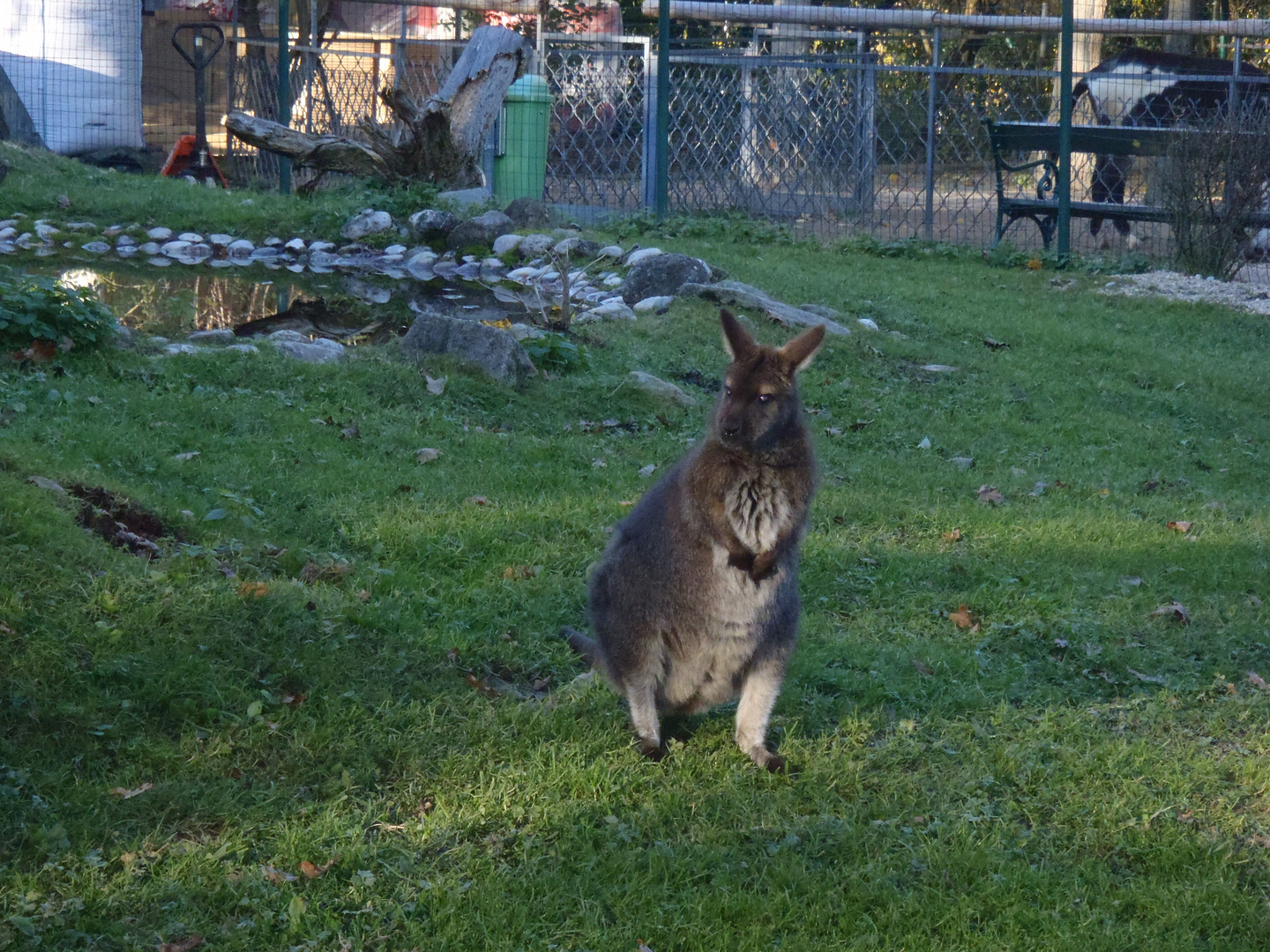 Känguruh im Linzer Zoo