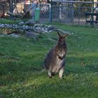 Känguruh im Linzer Zoo