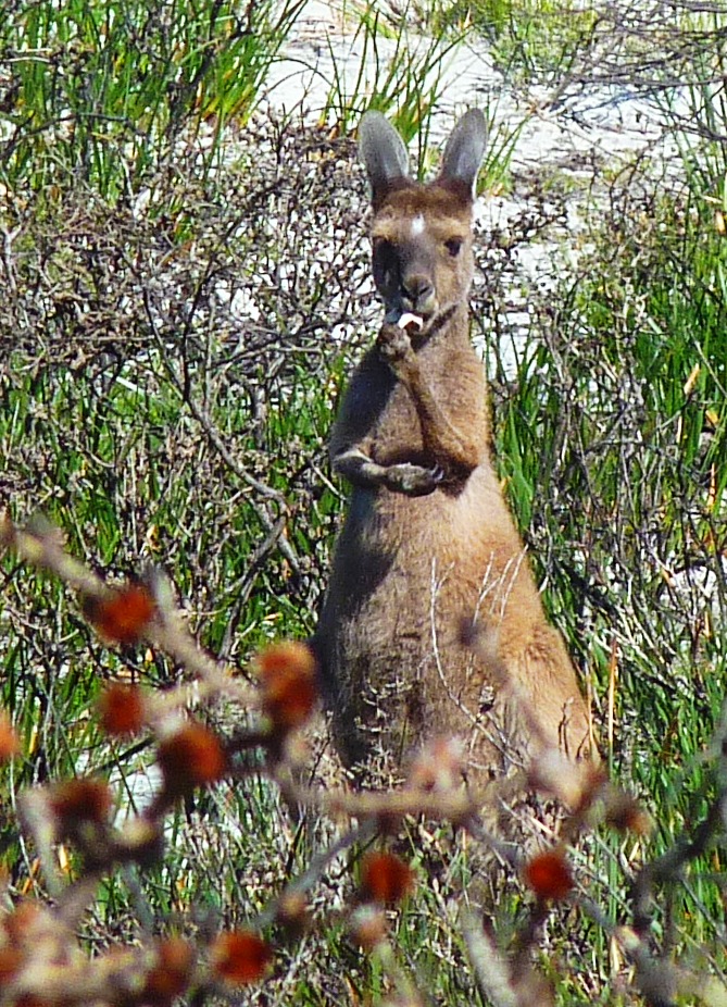 Känguruh in Esperance, Western Australia