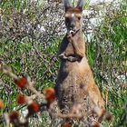 Känguruh in Esperance, Western Australia