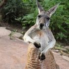 Känguruh in lustiger Pose im Zoo Leipzig