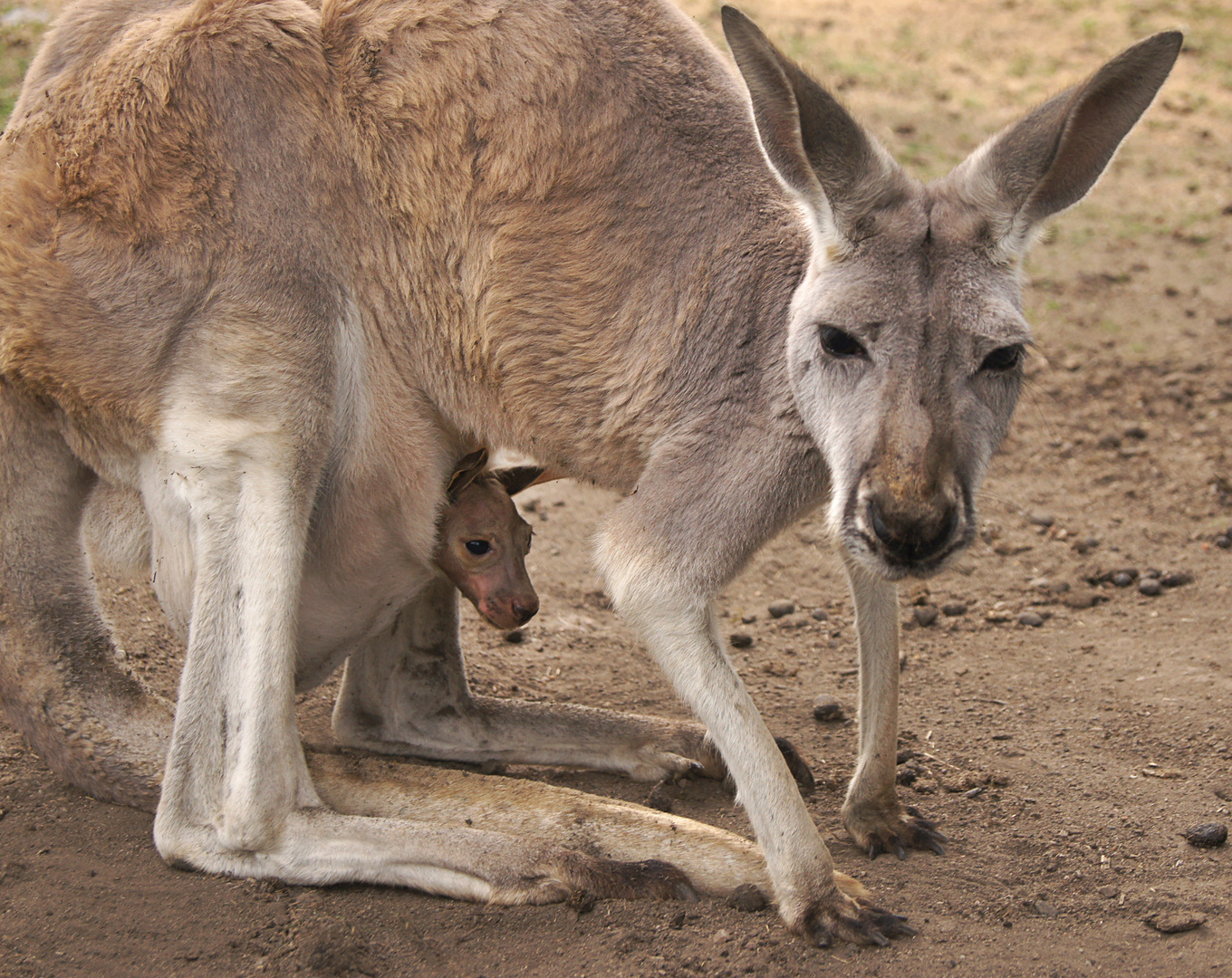 Känguruh Mama & Baby