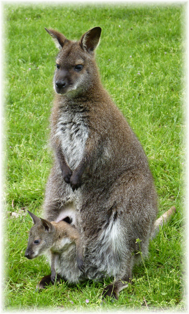 Kanguruh Mit Baby Foto Bild Tiere Tierkinder Natur Bilder Auf Fotocommunity