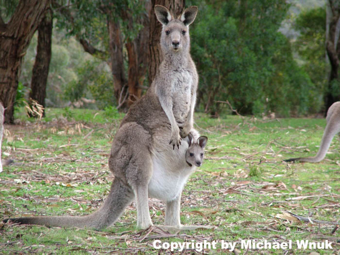 Känguruh mit Nachwuchs