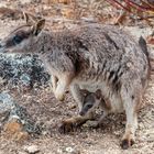 Känguruh Mutter mit Baby (Queensland - Australien)