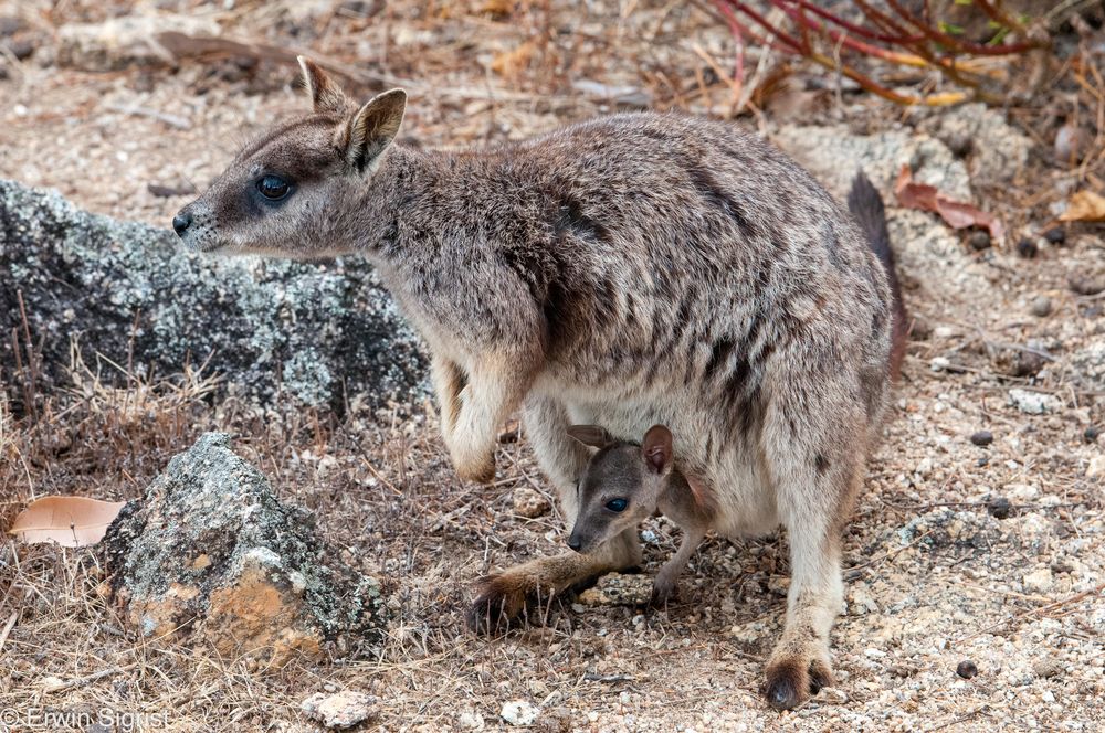 Känguruh Mutter mit Baby (Queensland - Australien)