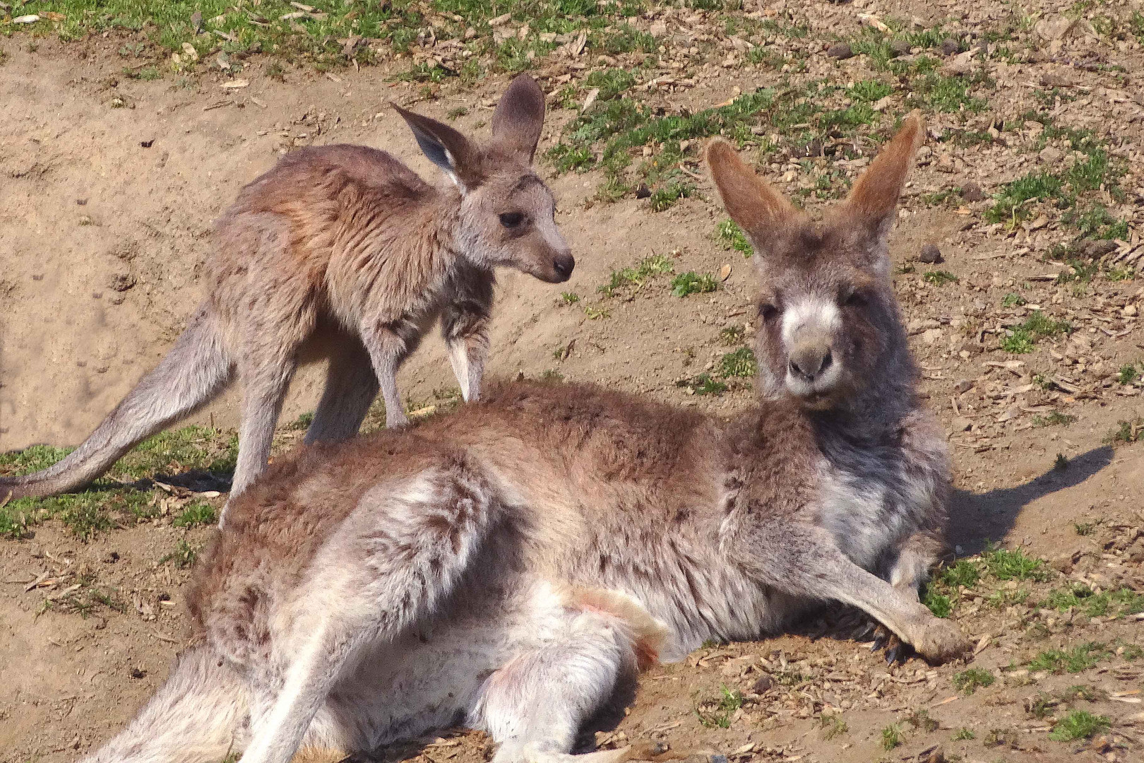 Känguruh (Mutter und Kind) -Zoo Neuwied-