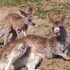 Känguruh (Mutter und Kind) -Zoo Neuwied-