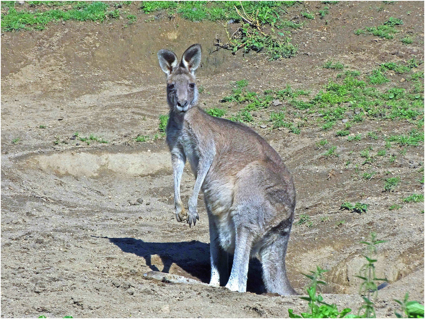 Känguruh (Zoo Neuwied)