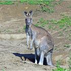 Känguruh (Zoo Neuwied)