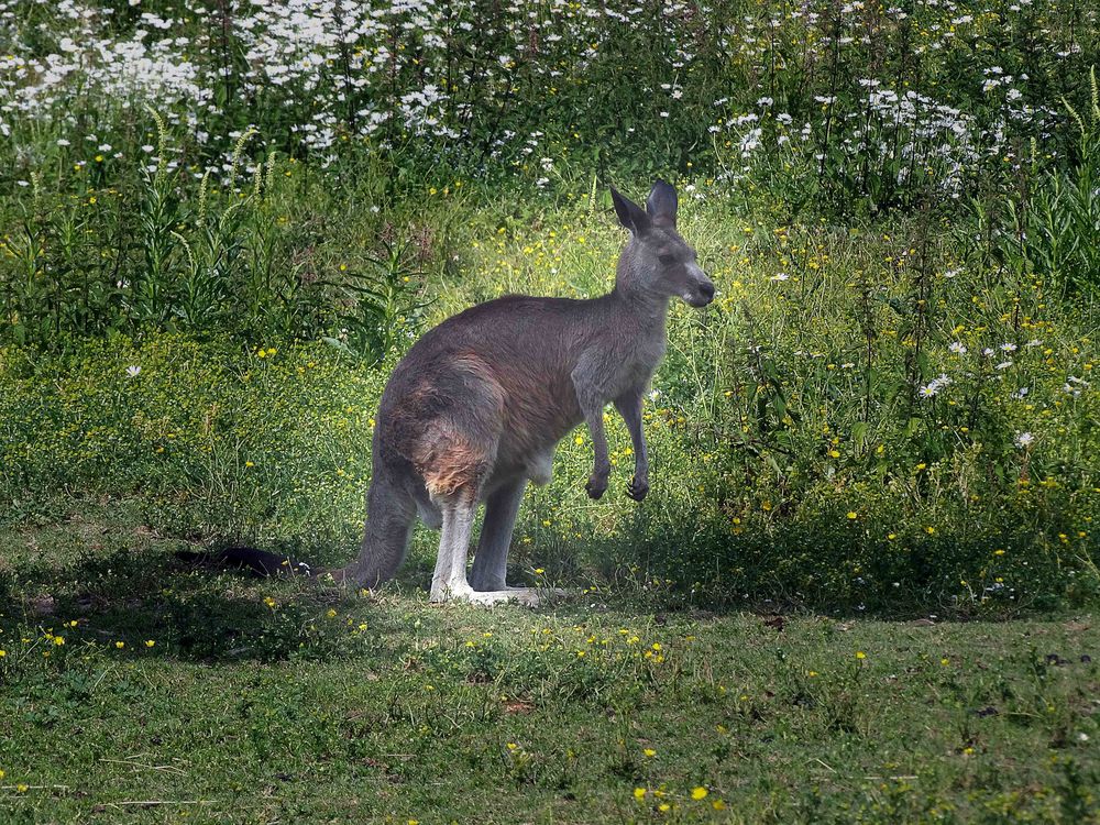 Känguruh (ZOO NEUWIED)