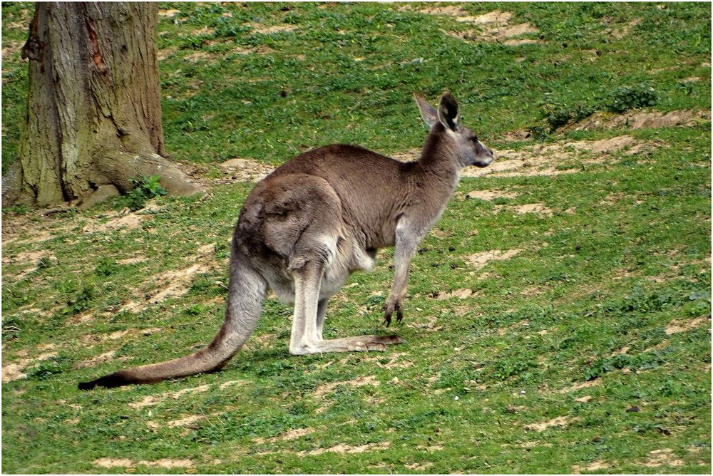 Känguruh (Zoo Neuwied)