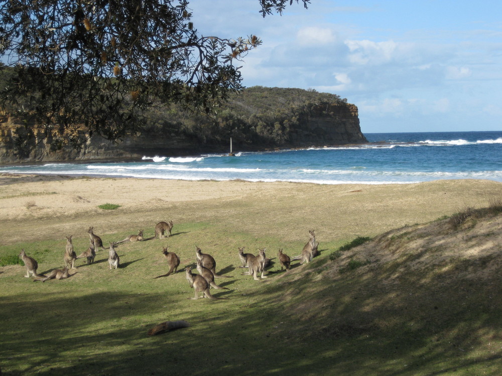 Känguruhs am Strand