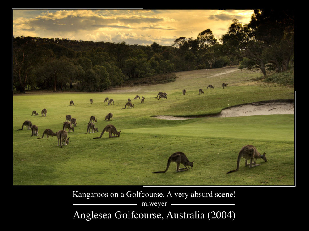 Känguruhs auf dem Golfplatz in Australien