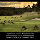 Känguruhs auf dem Golfplatz in Australien