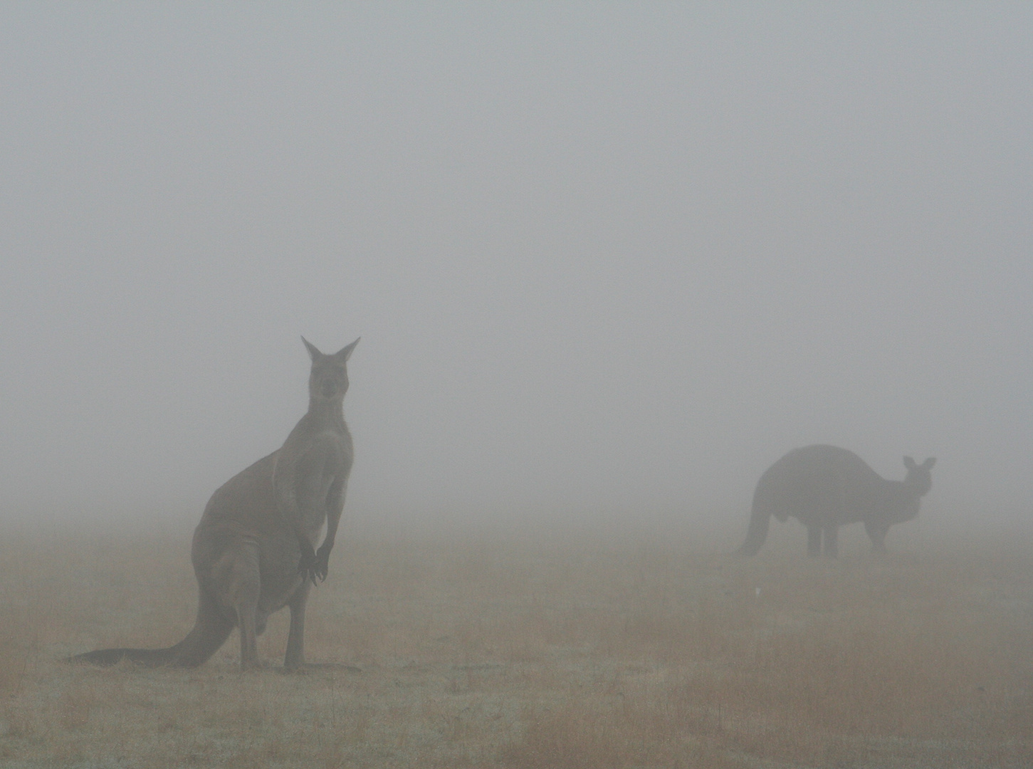 Känguruhs im Nebel