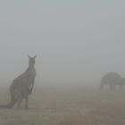 Känguruhs im Nebel