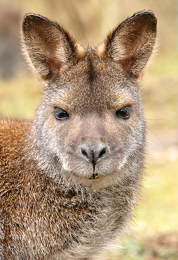 Känguruportrait