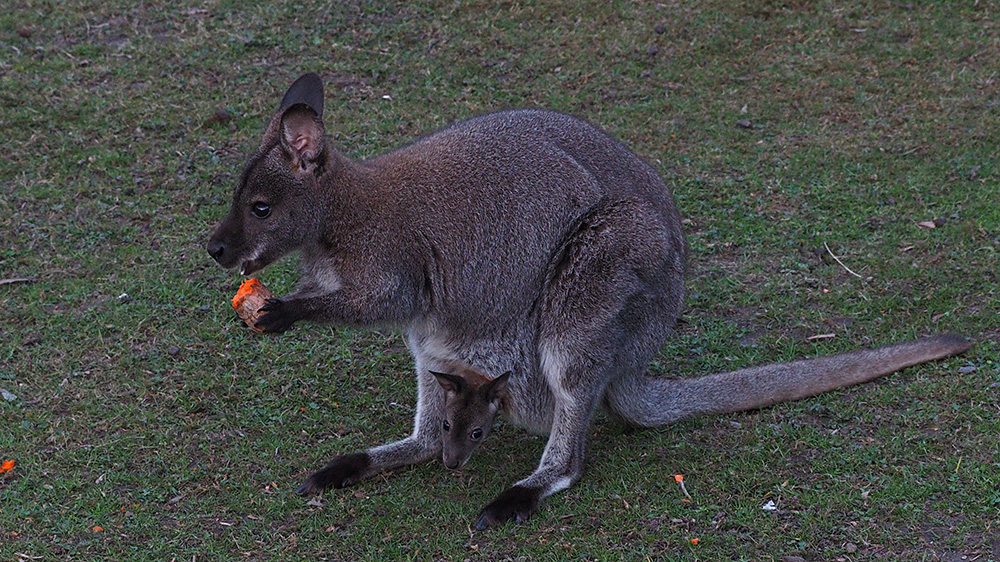 Kängurus