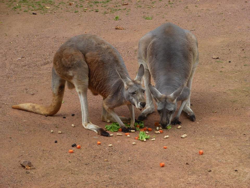 Kängurus